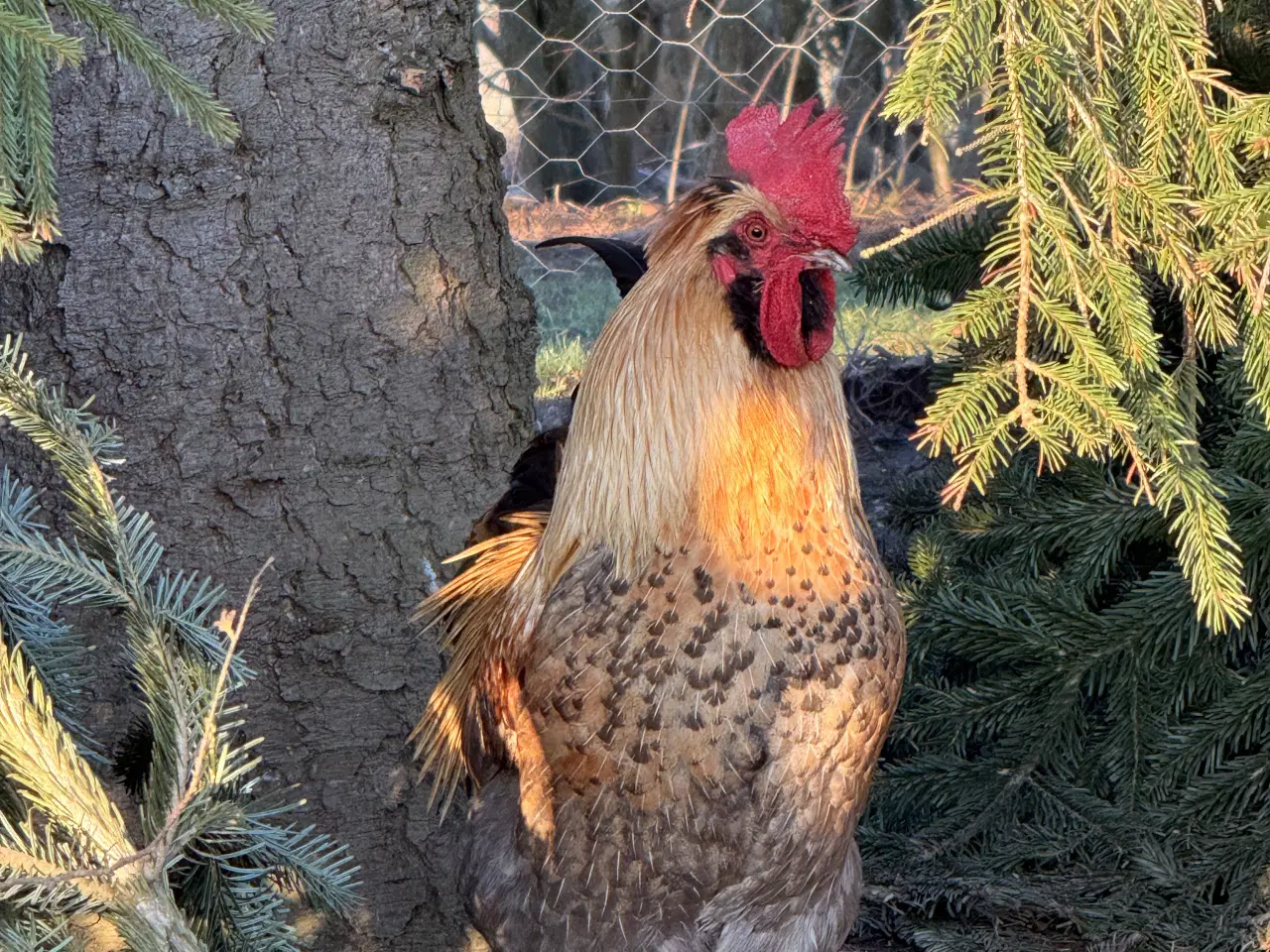 Billede 3 - Halvt år gammel hane