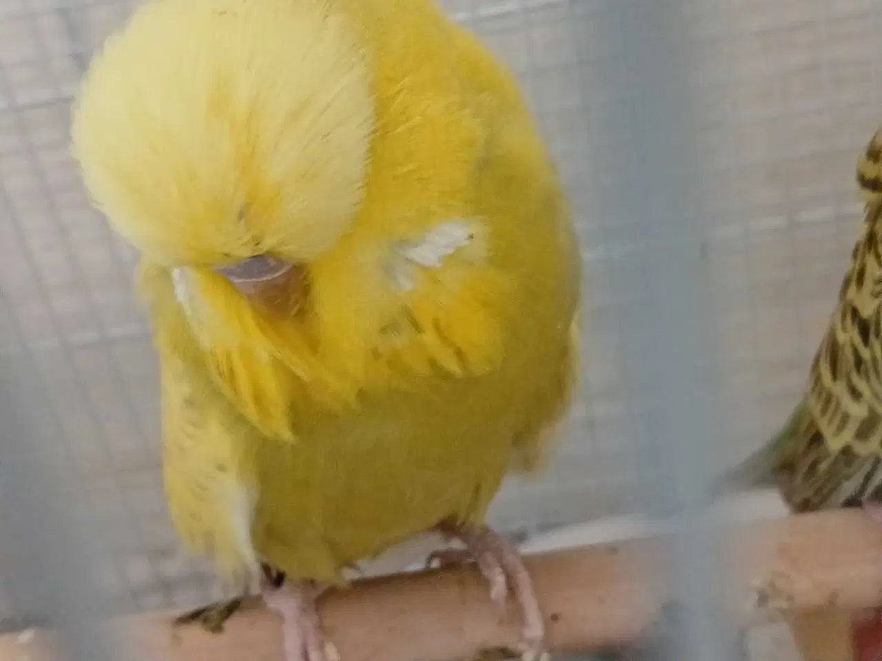 Billede 9 - Engelsk undulat han 