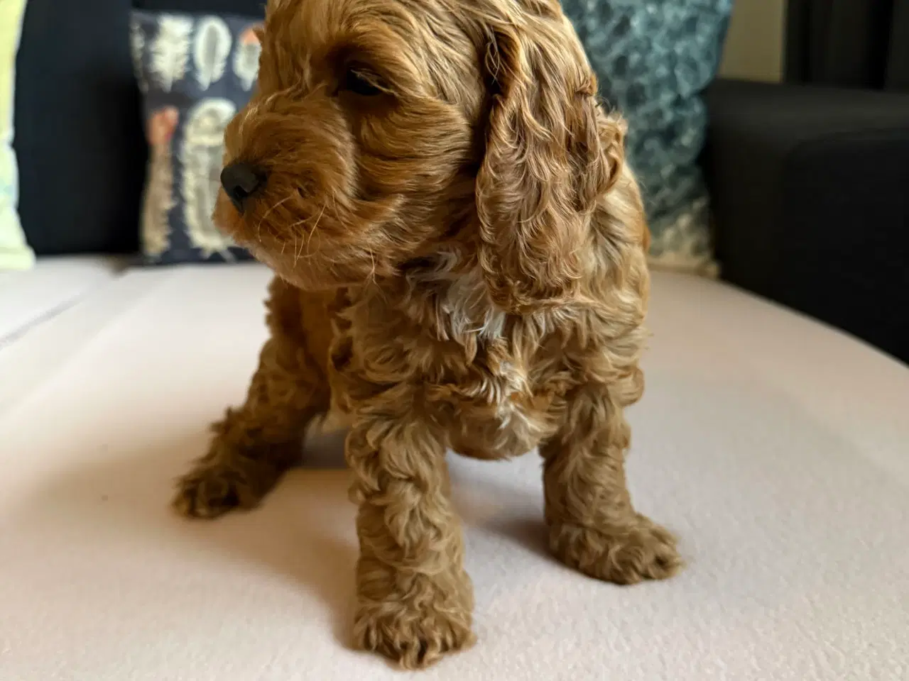 Billede 9 - Cockapoo hvalpe 8 uger 