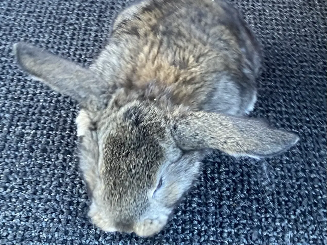 Billede 1 - FRANSK VÆDDER HUN VILDTGRÅ