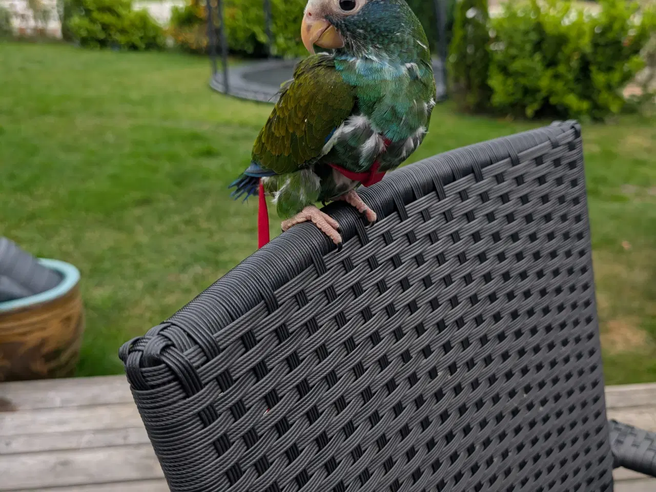Billede 8 - Hvidpandet pionus unge 
