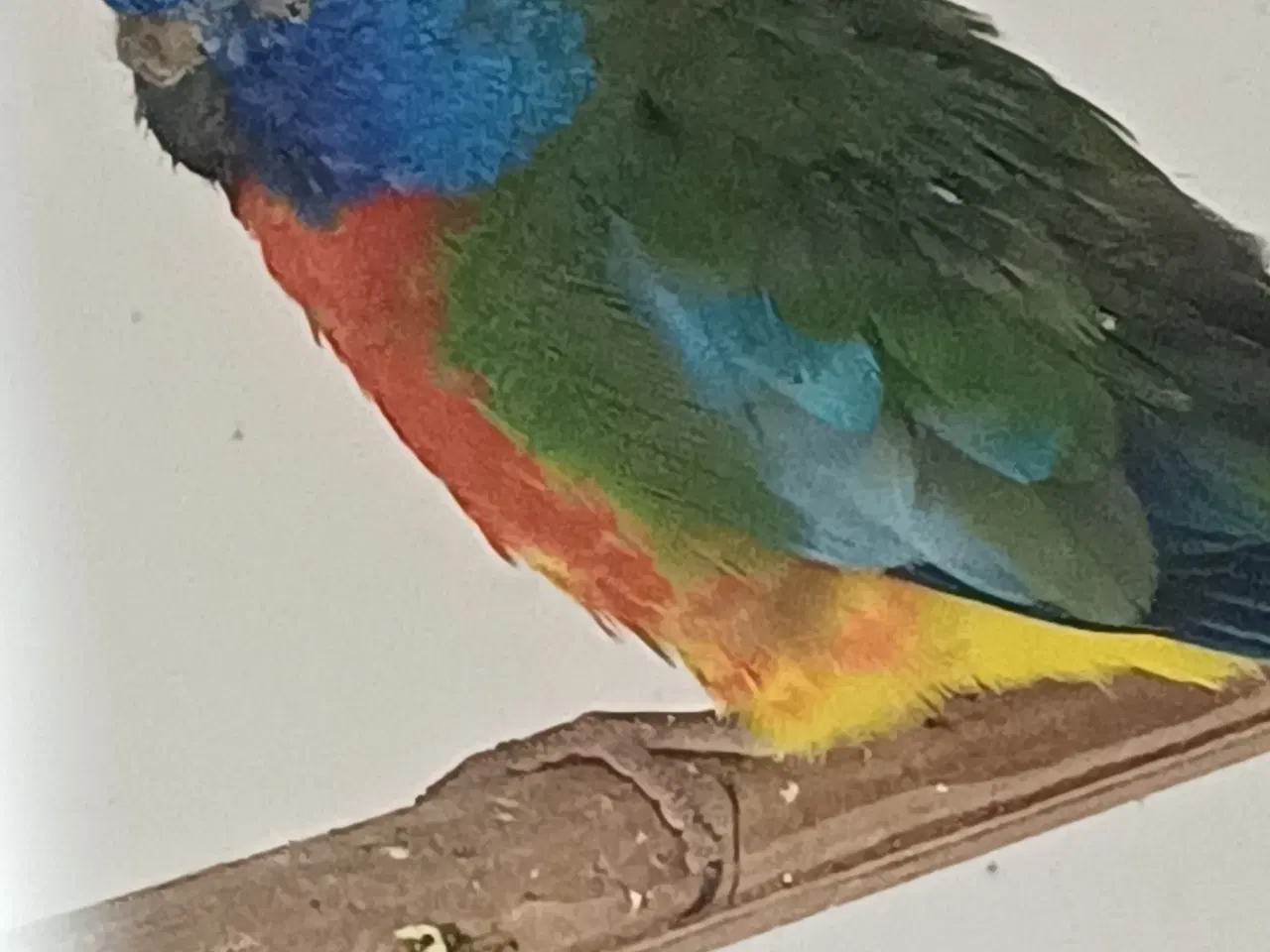 Billede 1 - Splendid