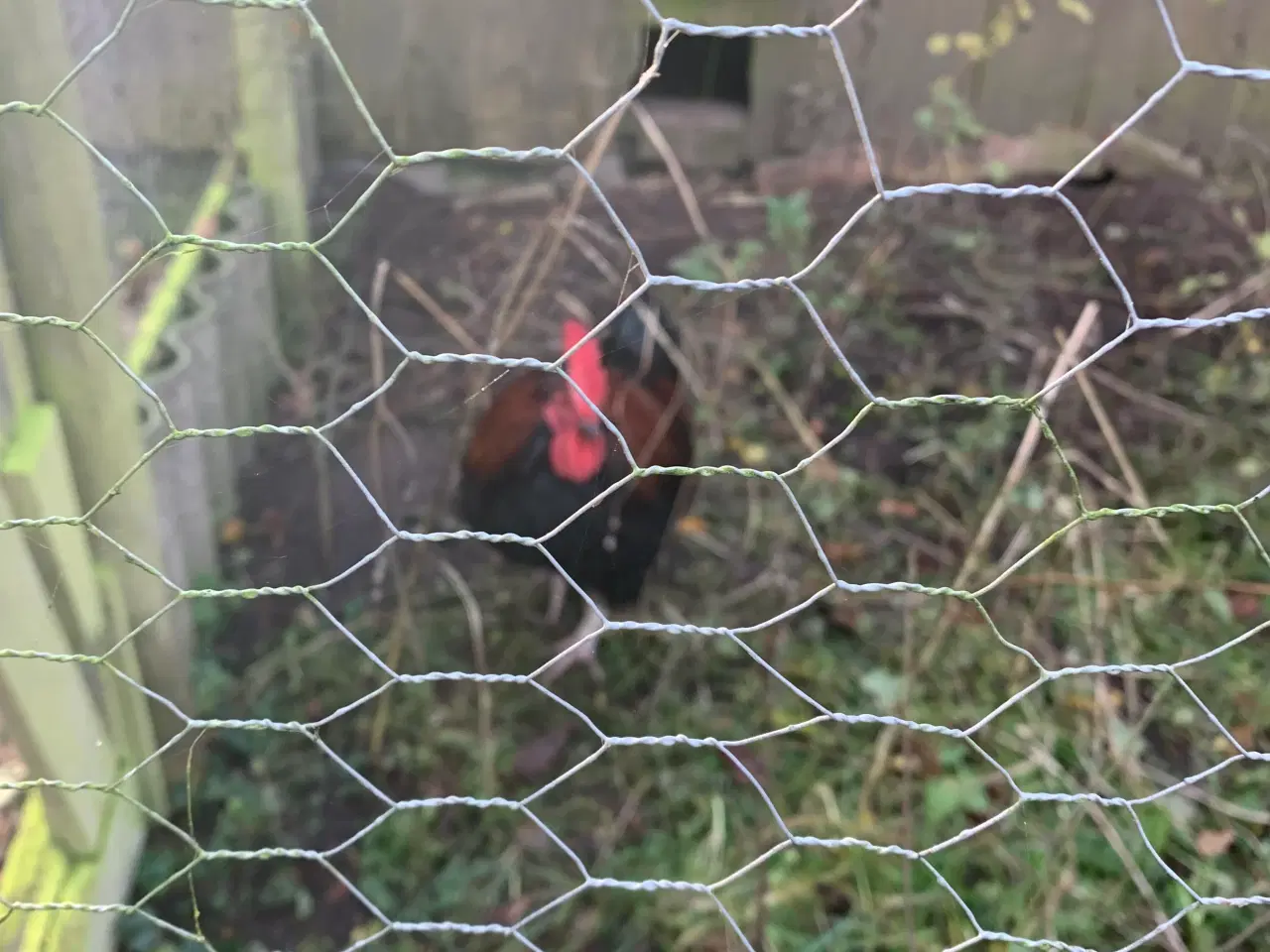 Billede 2 - Hane med meget flot fjerdragt