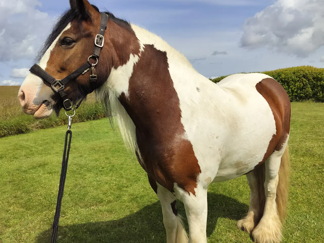 Billede 8 - Irish cob hoppe 