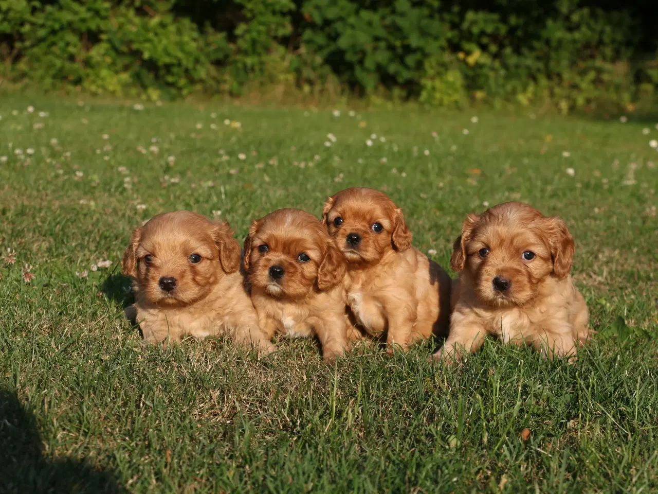 Billede 16 - cavalier king charles spaniel