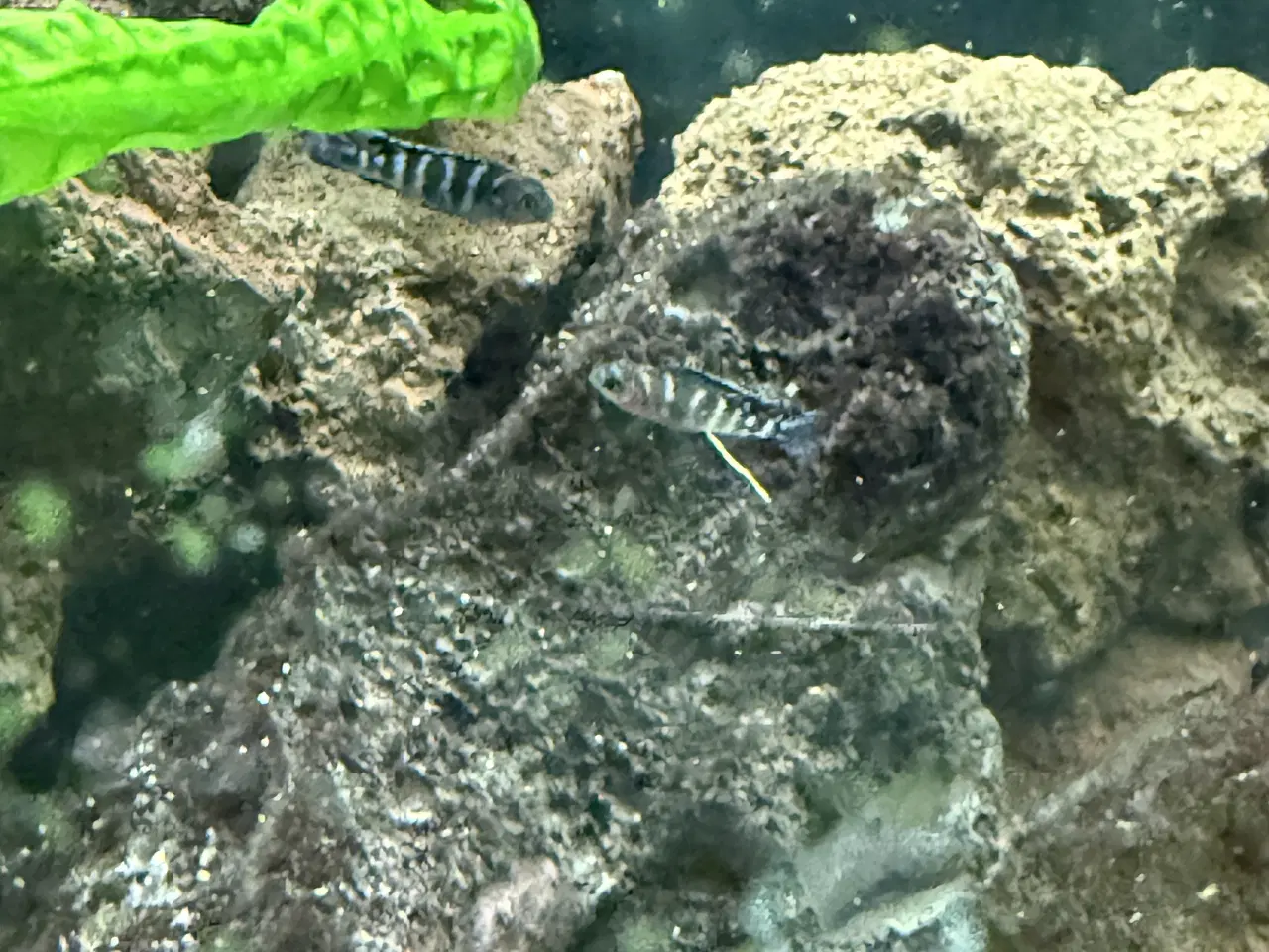 Billede 7 - Malawi cichlider – 20-25 stk med lidt yngel