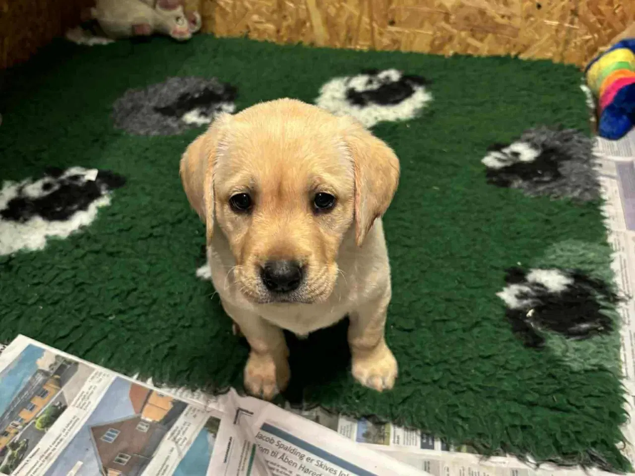 Billede 3 - Labrador Retriever Dkk