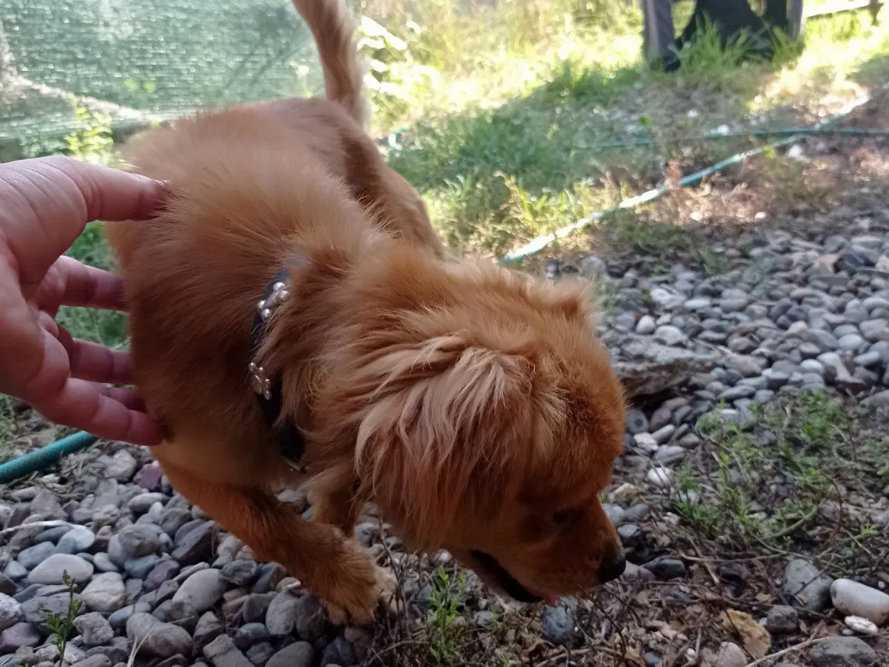 Billede 2 - Carlo - 4 kg - glad og aktiv