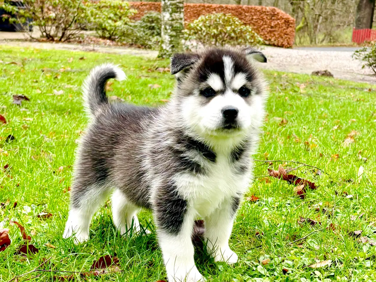 Billede 6 - Hundehvalpe, Siberian Husky / Samojede hvalpe