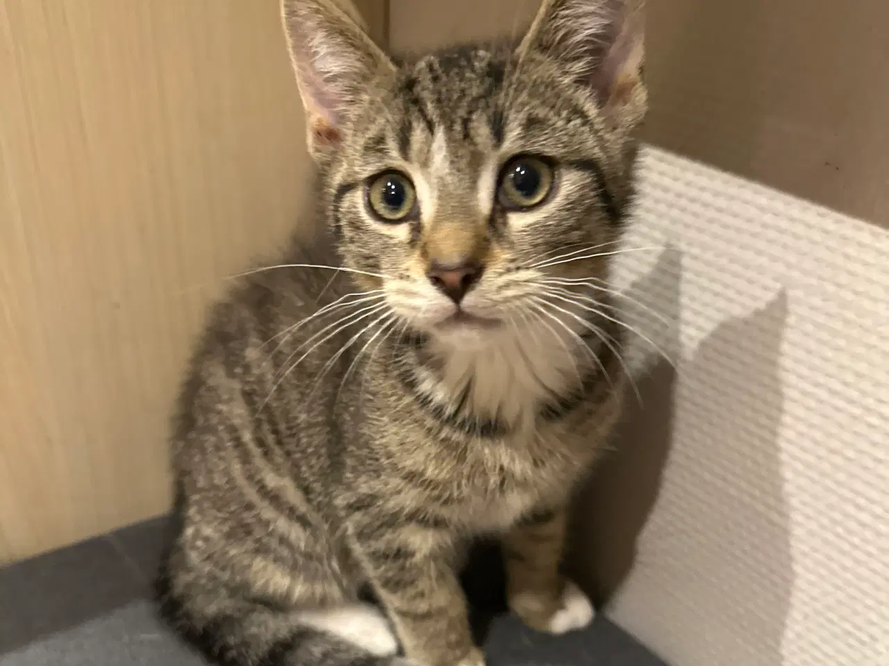 Billede 2 - Katte killinger 