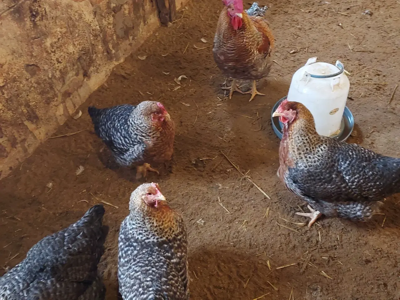 Billede 1 - Bielenfeld 