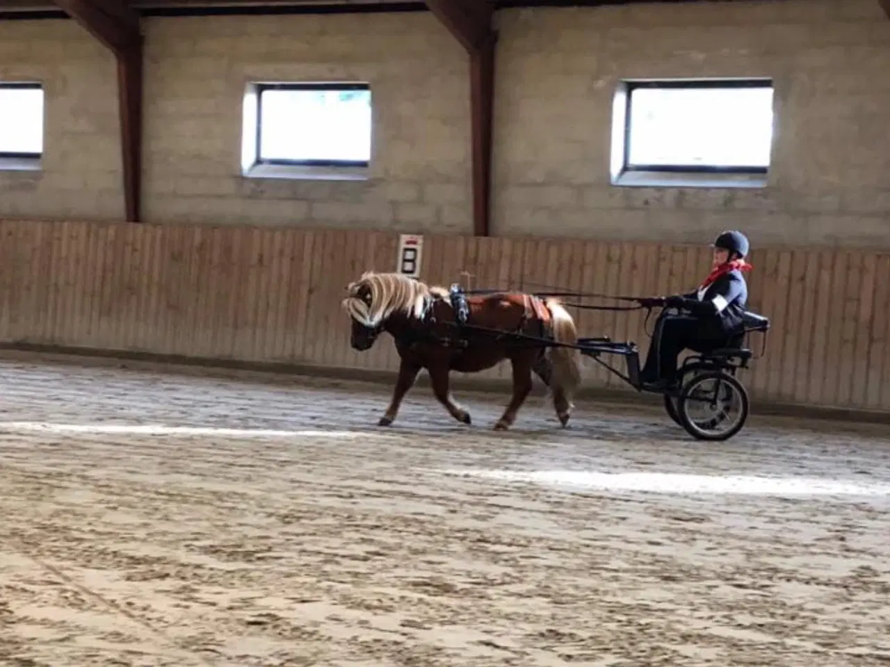 Billede 6 - Dejlig og skøn kåret shetlænder hingst 