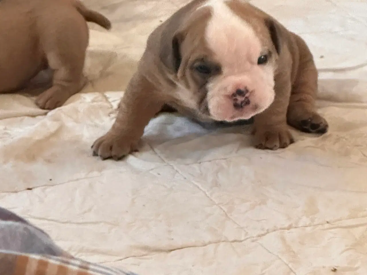 Billede 21 - English bulldog