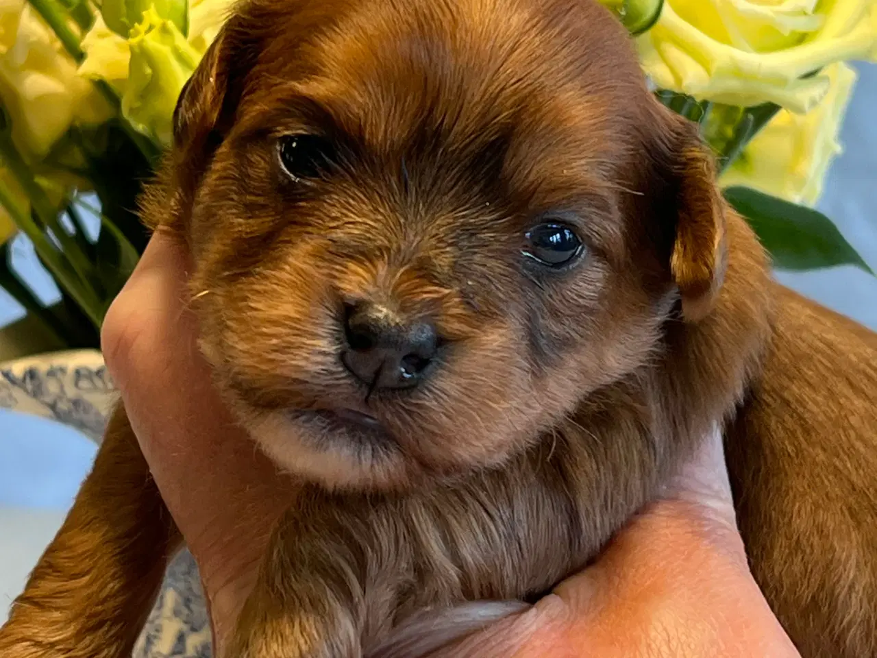 Billede 6 - Smukke Rød Zobel Havanais 