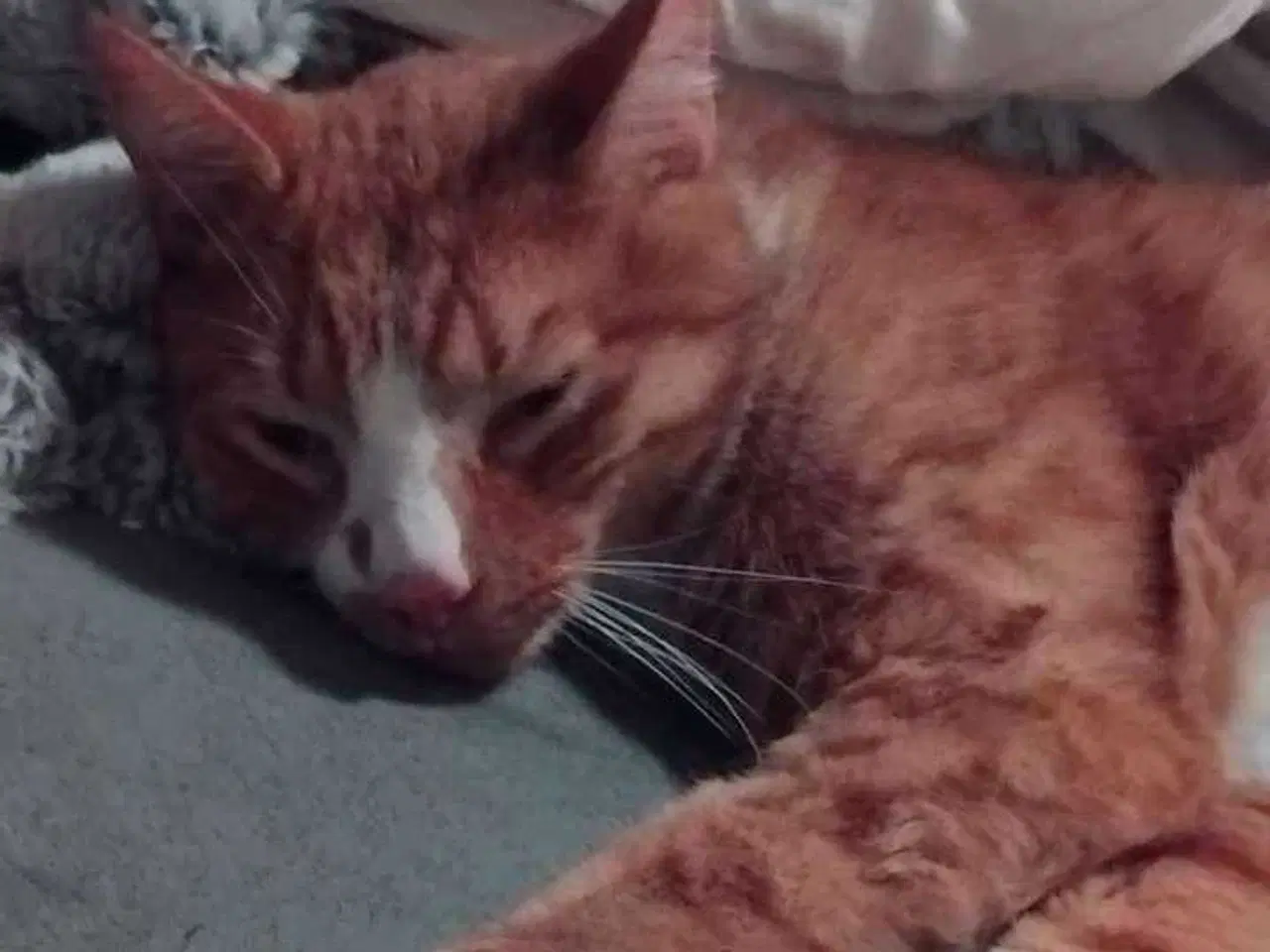 Billede 4 - Kastreret hankat