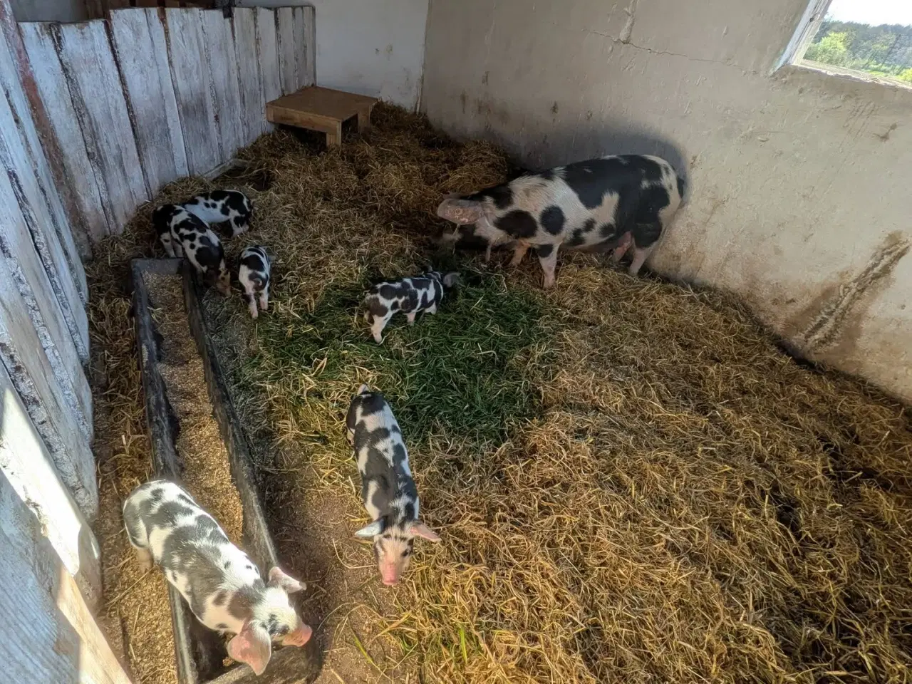 Billede 2 - sortbroget landrace grise