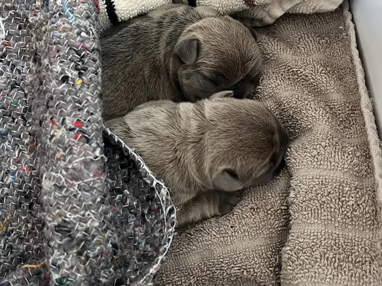 Billede 3 - Fransk bulldog hvalpe 