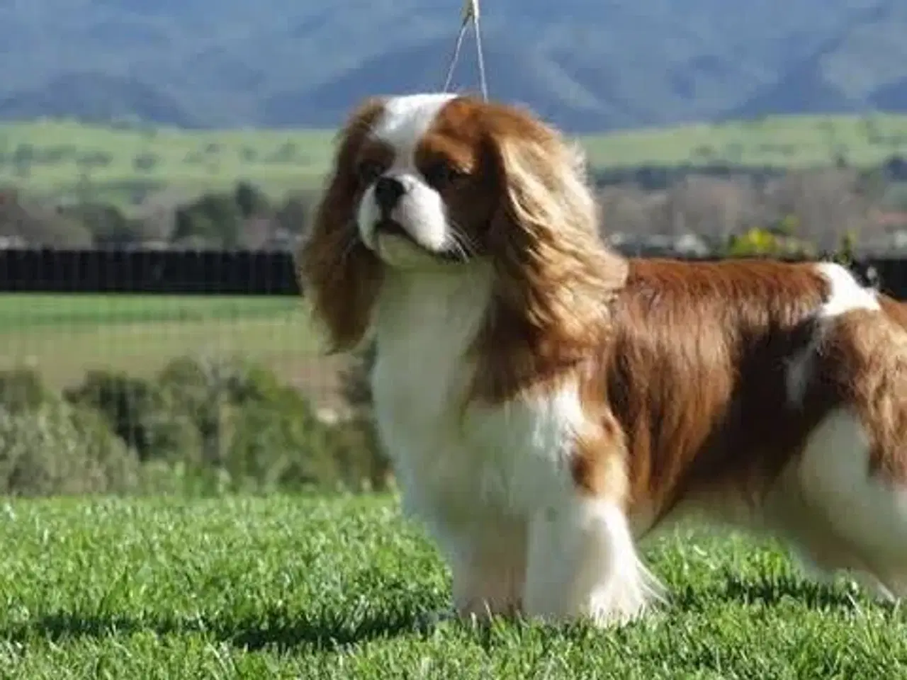 Billede 1 - Kærligt hjem søger Cavalier King Charles Spaniel