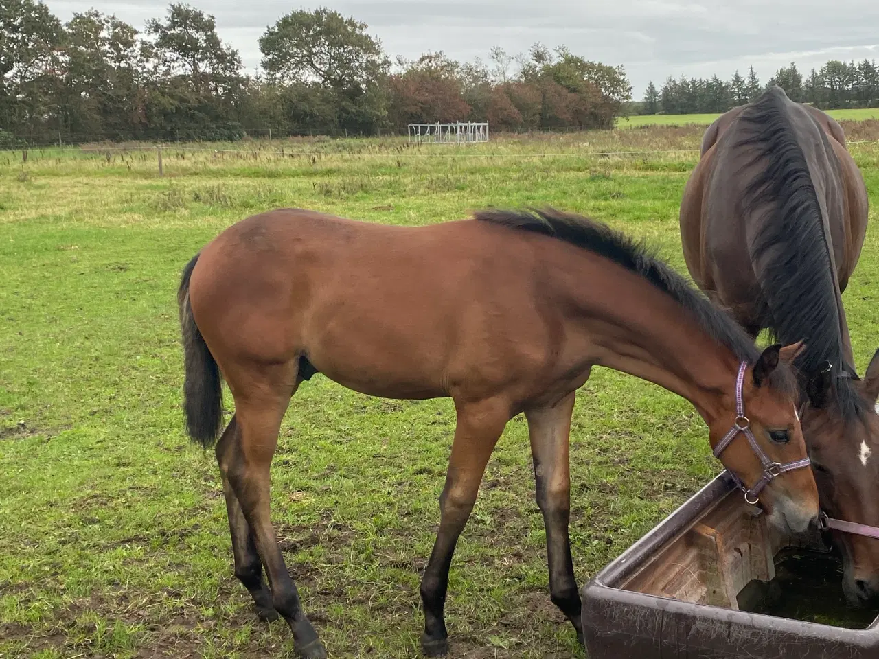 Billede 2 - Hingst plag 