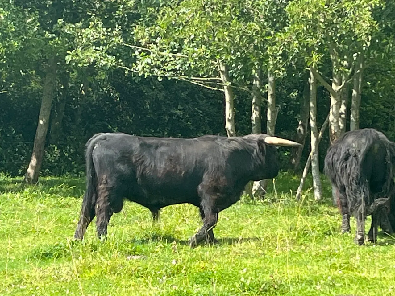 Billede 6 - Skotsk Højlandskvæg (ØKOLOGISK!), flere dyr haves