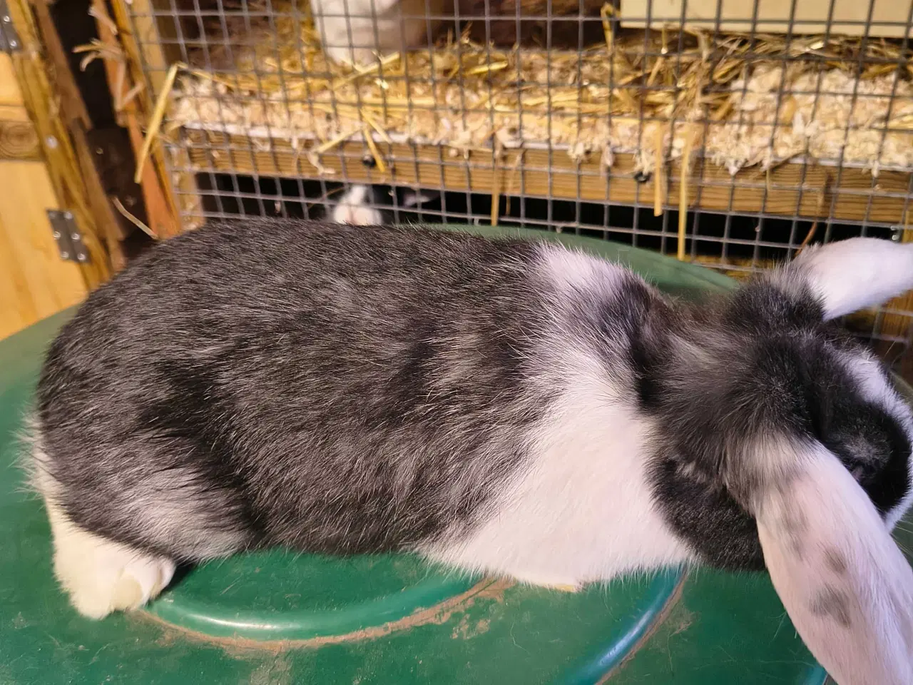 Billede 3 - Dværg vædder