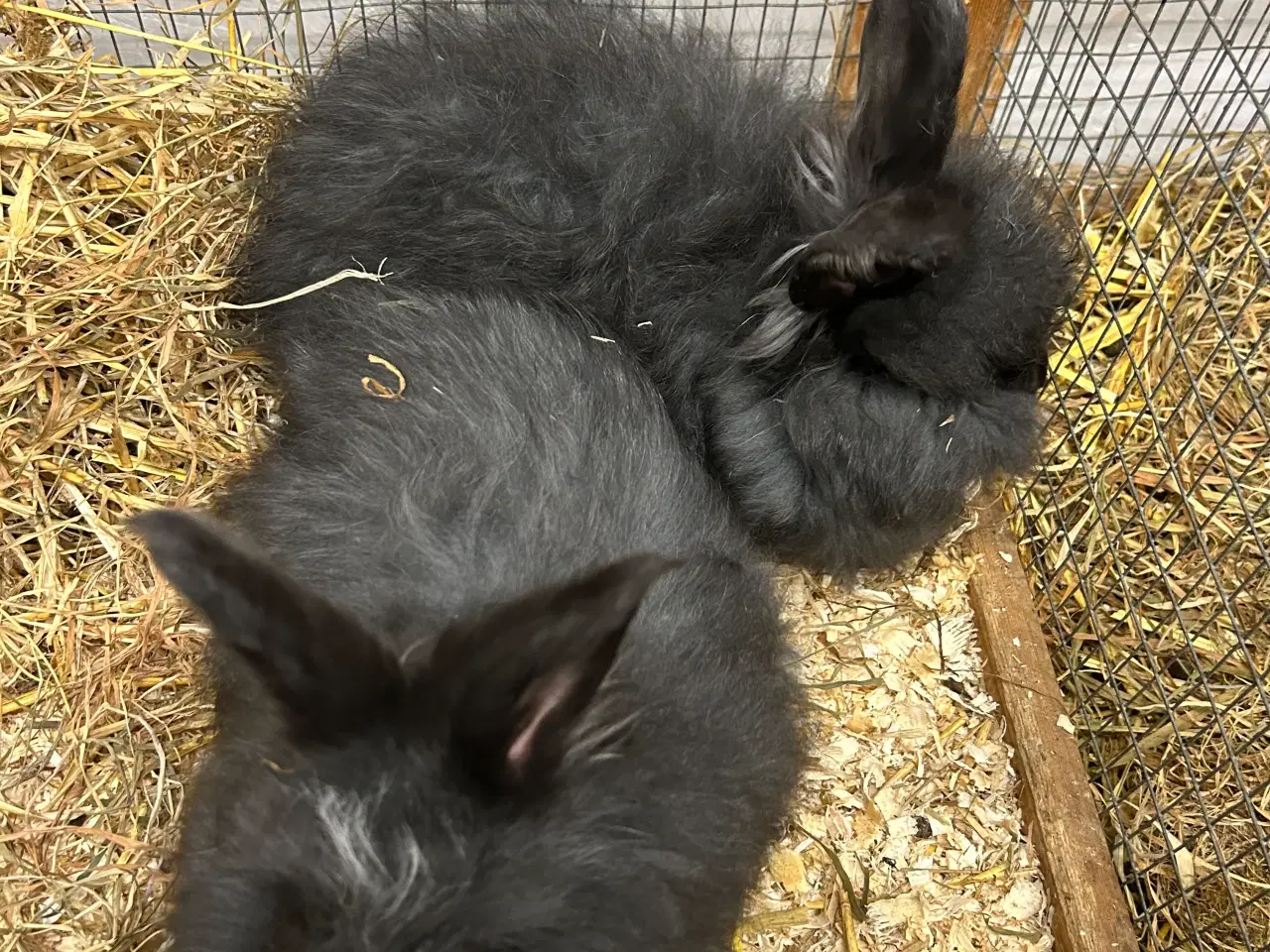 Billede 1 - Angora kaniner 