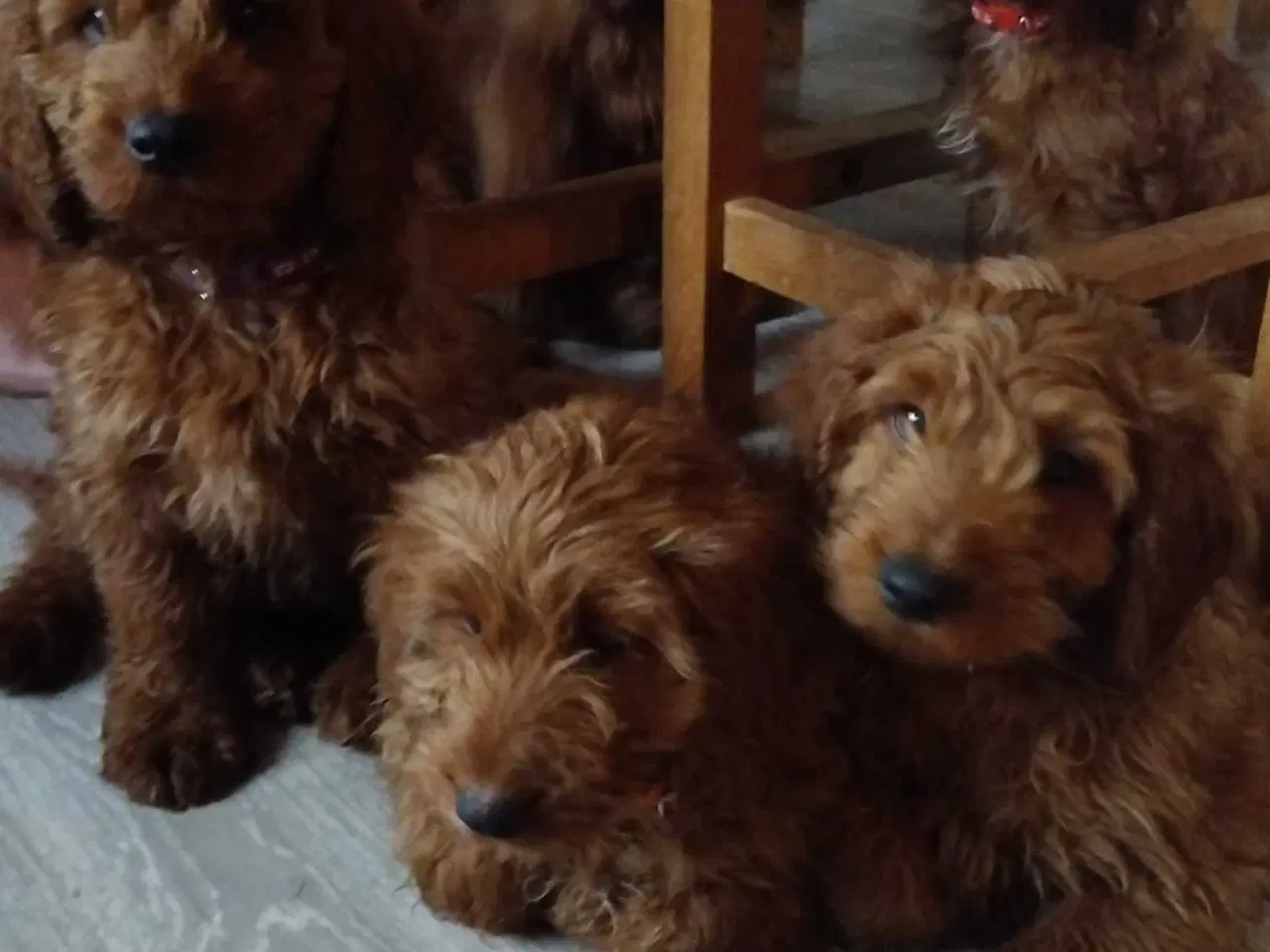 Billede 1 - Krøllede Cockapoo Bamser