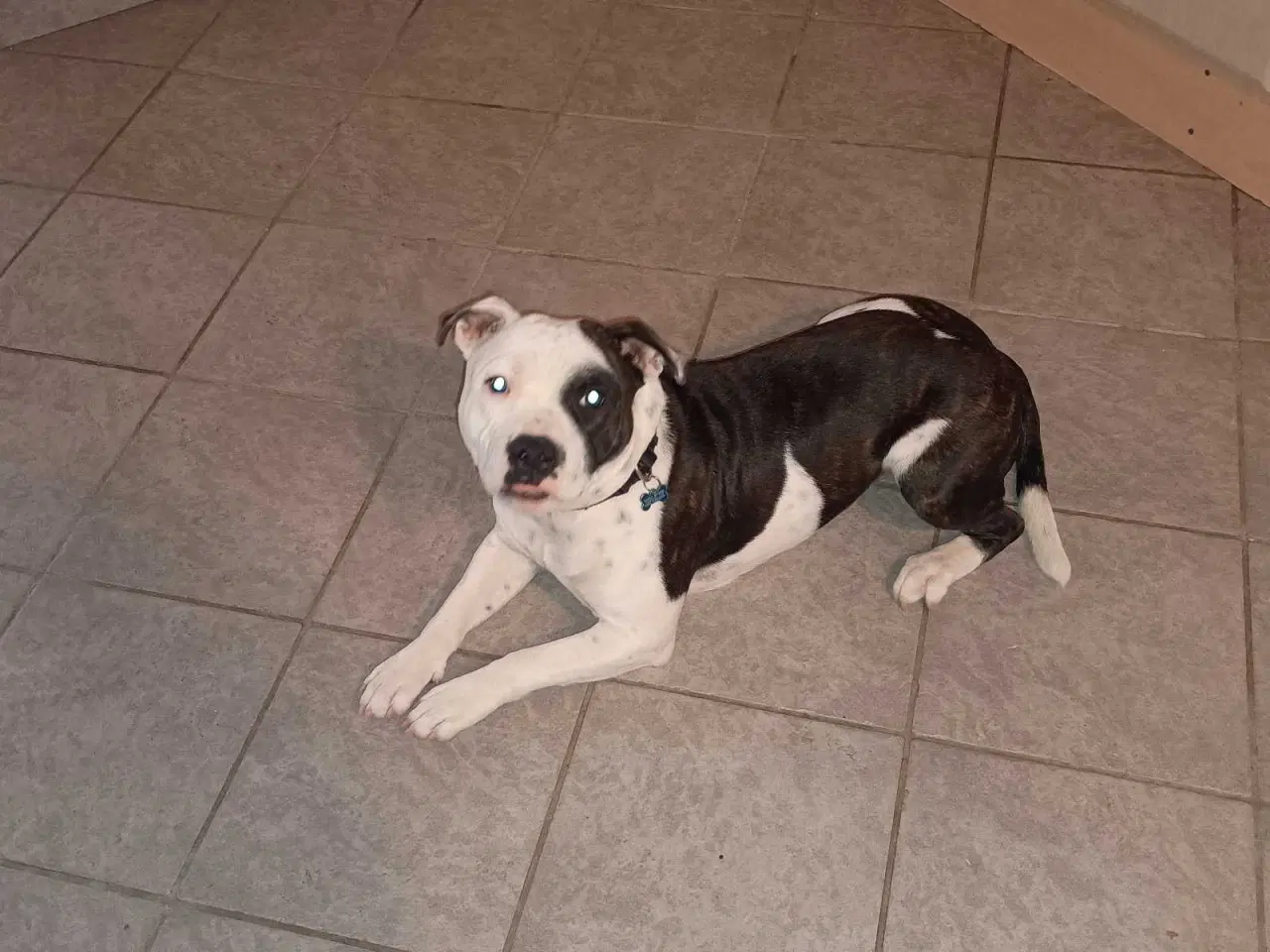 Billede 1 - Ægte sterffordshire bull terrier 