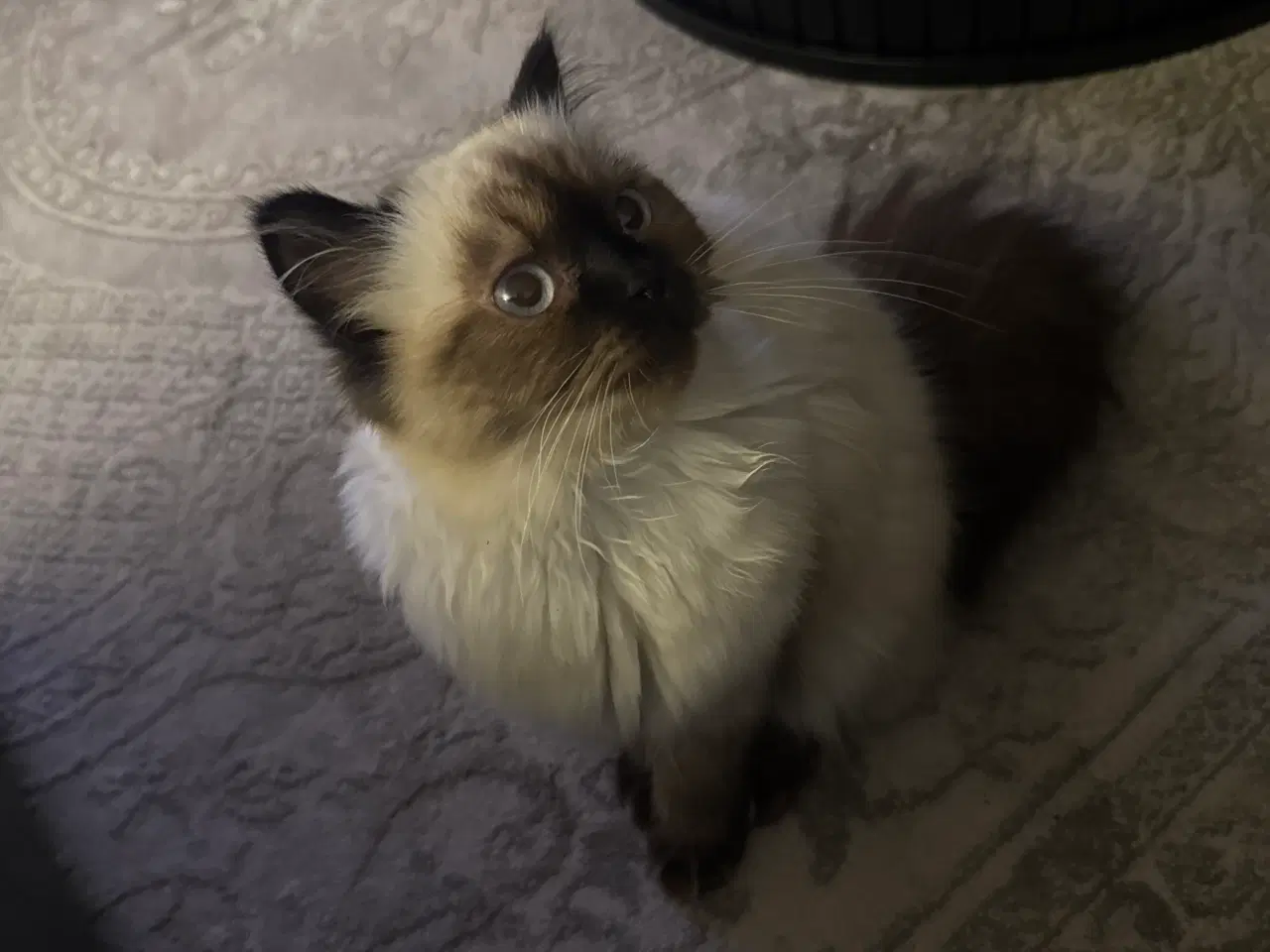 Billede 1 - Ragdoll Killing 
