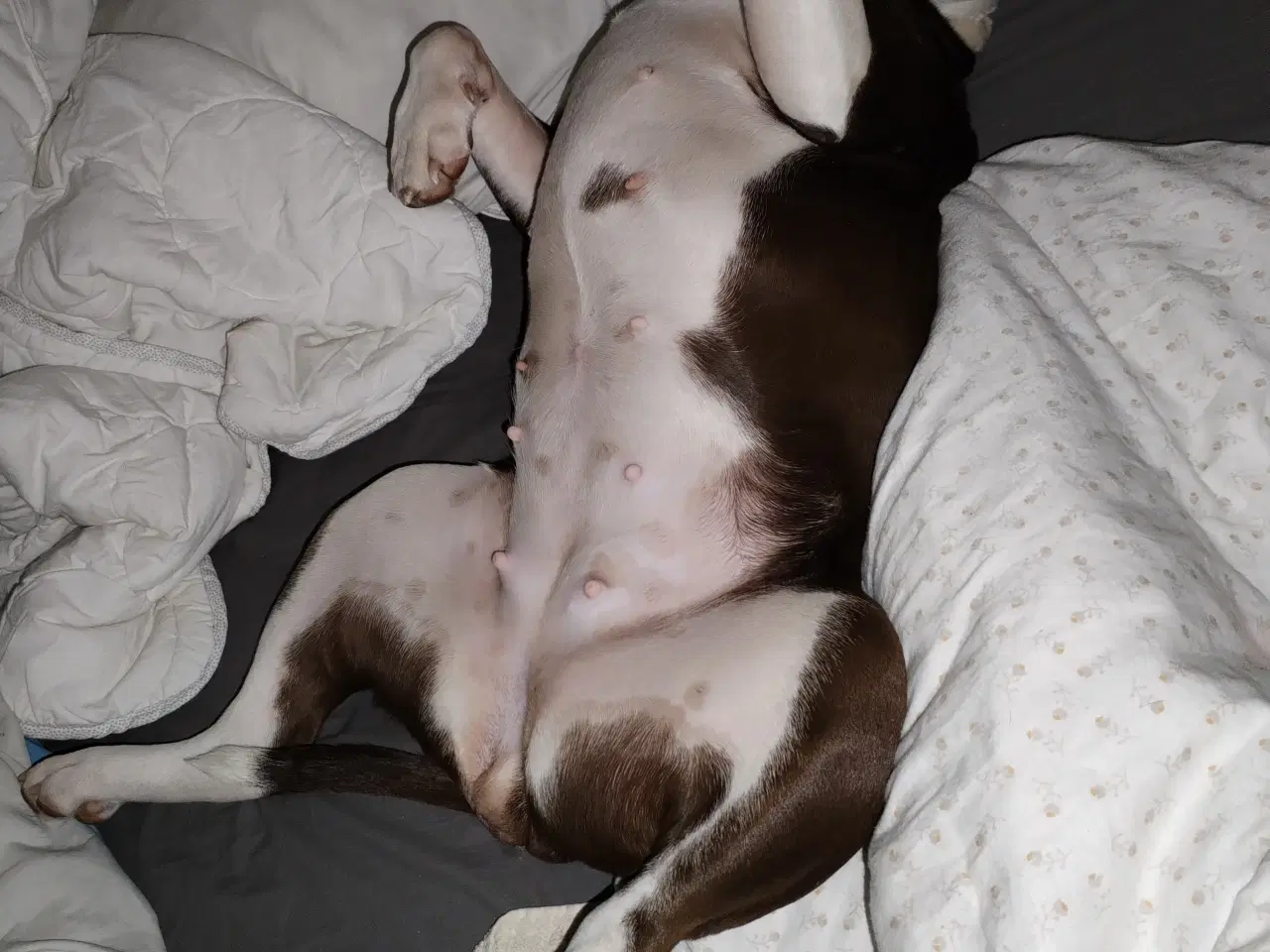 Billede 3 - Old English bulldog 