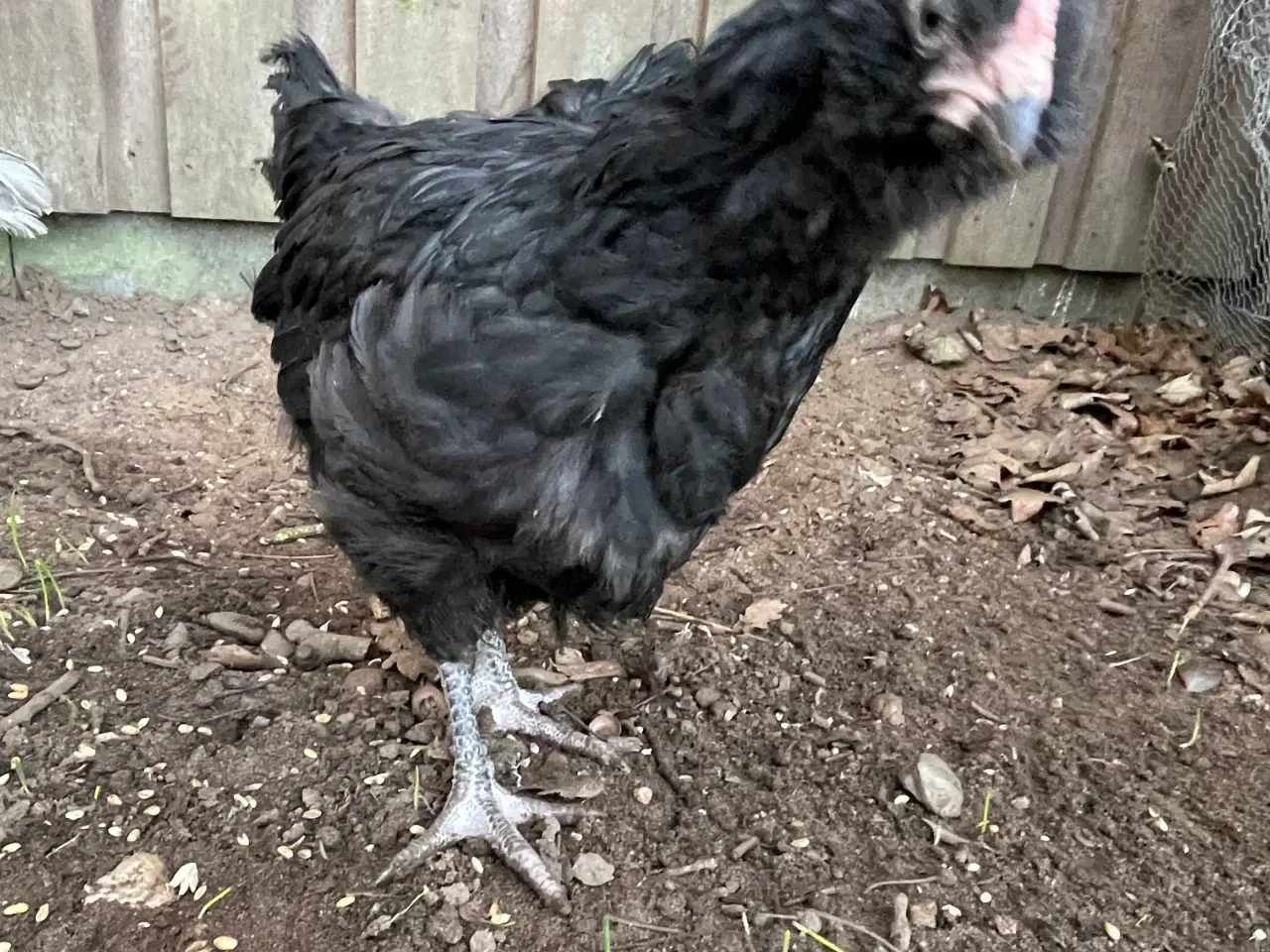 Billede 3 - Engelsk Araucana kyllinger 