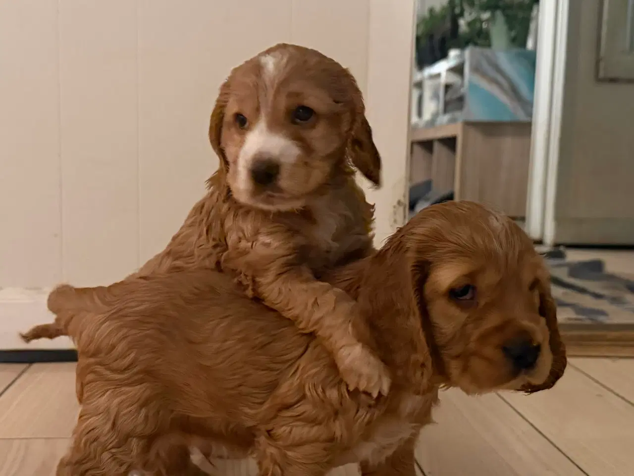 Billede 4 - Engelsk cockerspaniel 