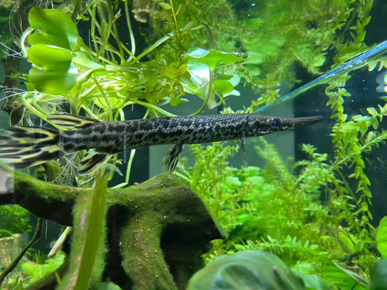 Billede 2 - Juvenil Alligator Gar (Atractosteus spatula)