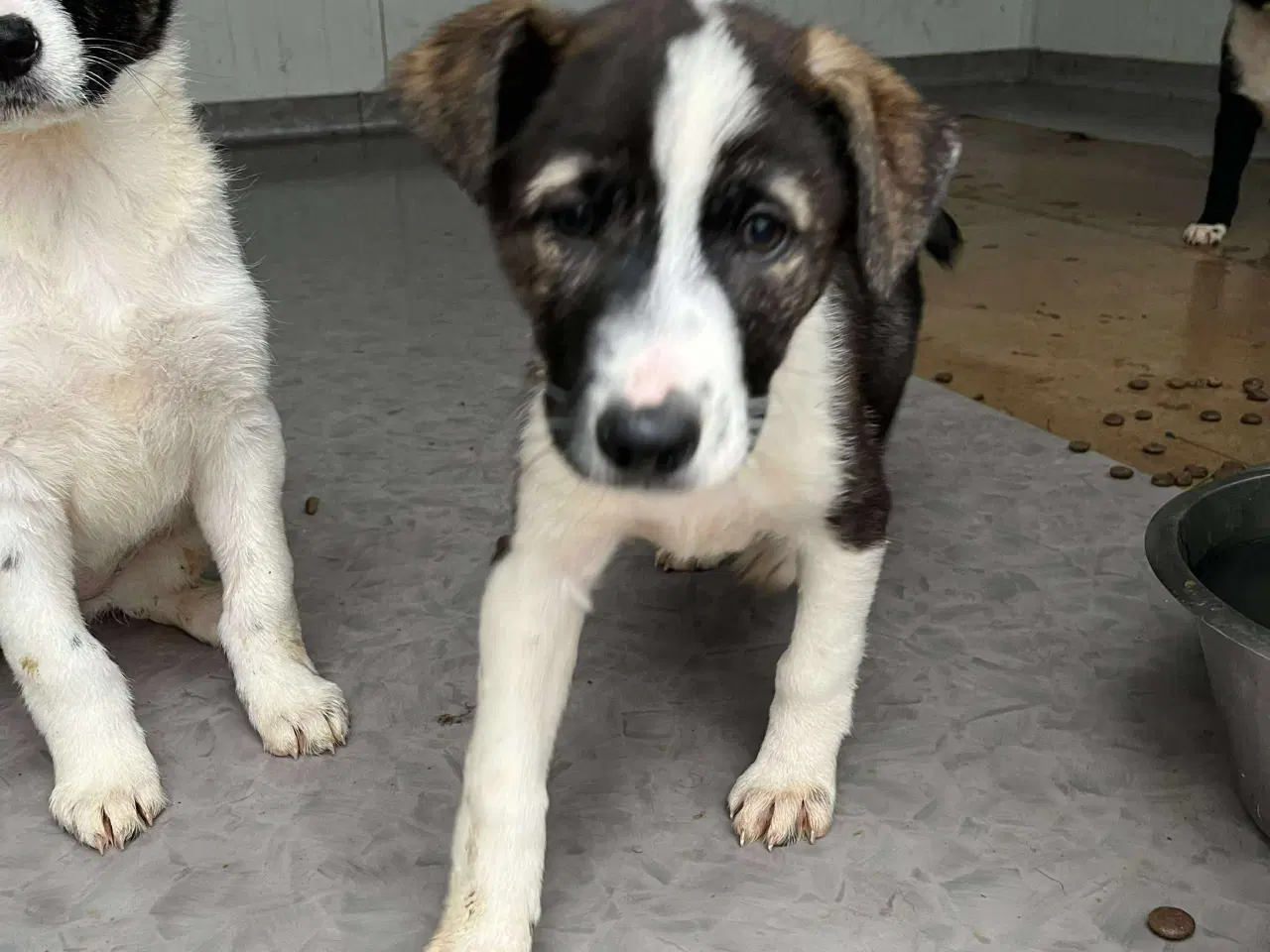 Billede 2 - Smukke Tora søger hjem 