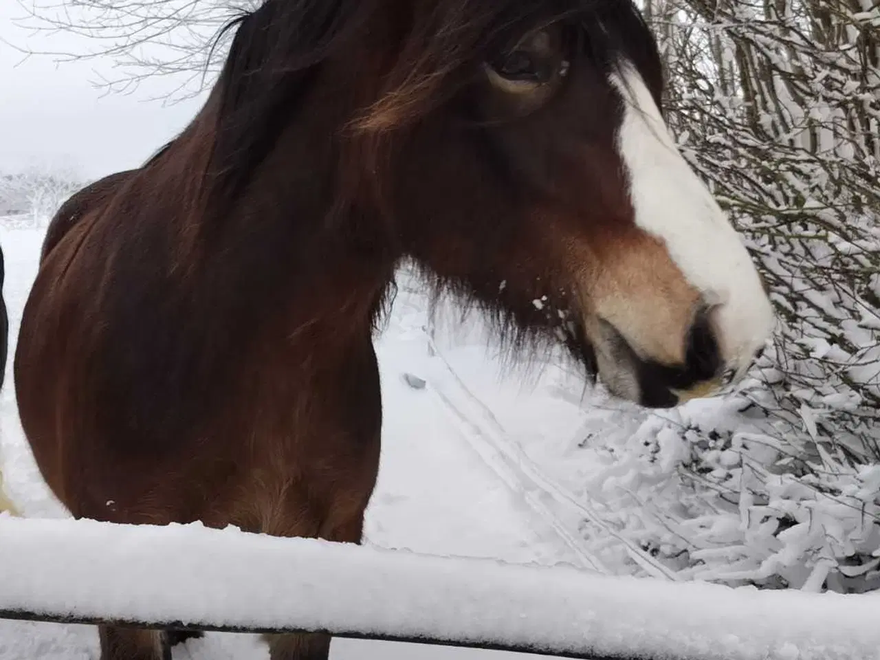 Billede 2 - Nordsvensk hoppe sælges 