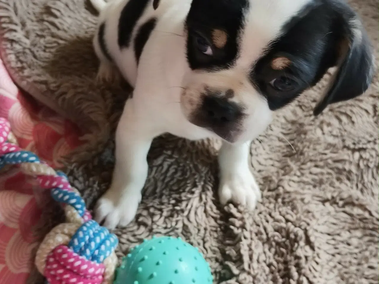 Billede 12 - Skønne 8 ugers små gadekryds