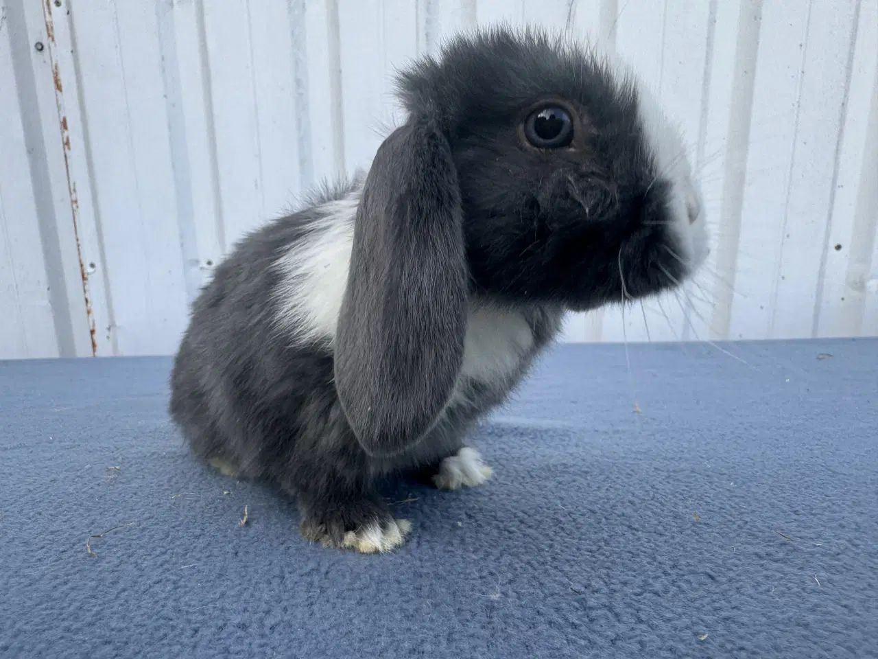 Billede 5 - Dværgvædder/Mini lop hunkanin