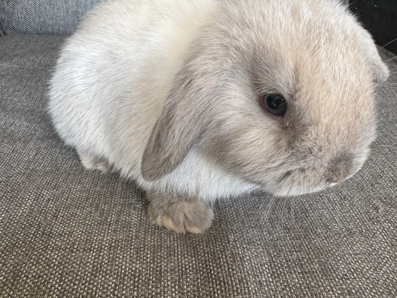 Billede 4 - Minilop unger