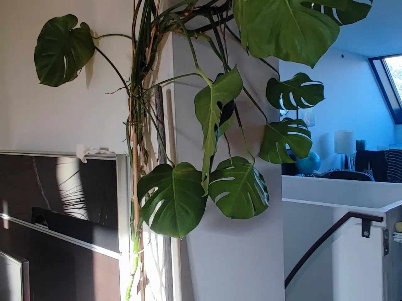 Billede 1 - Monstera XXL, Stueplante