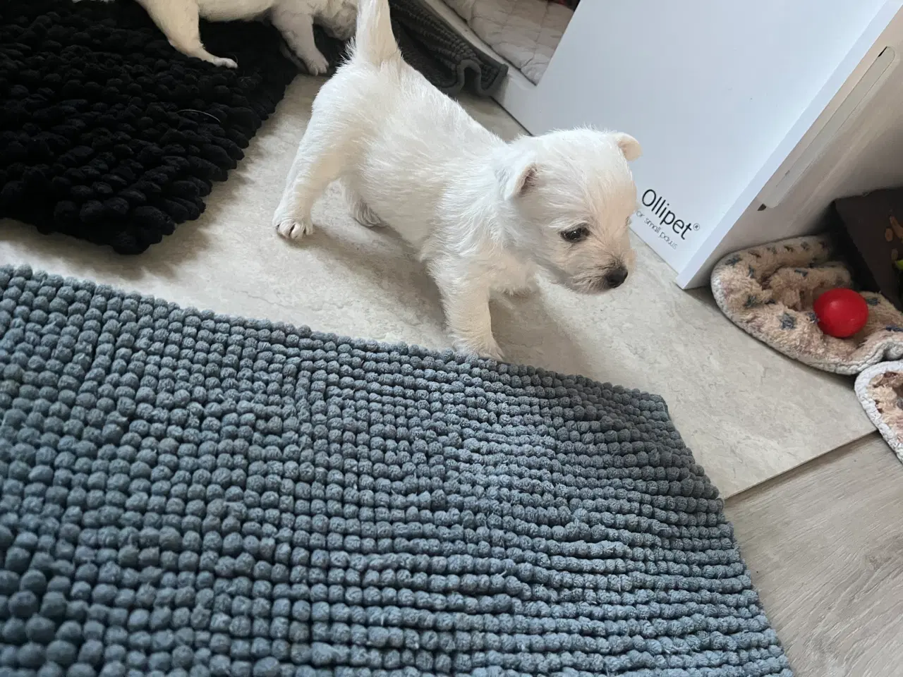 Billede 6 - Skønne Westie / West highland White terrier