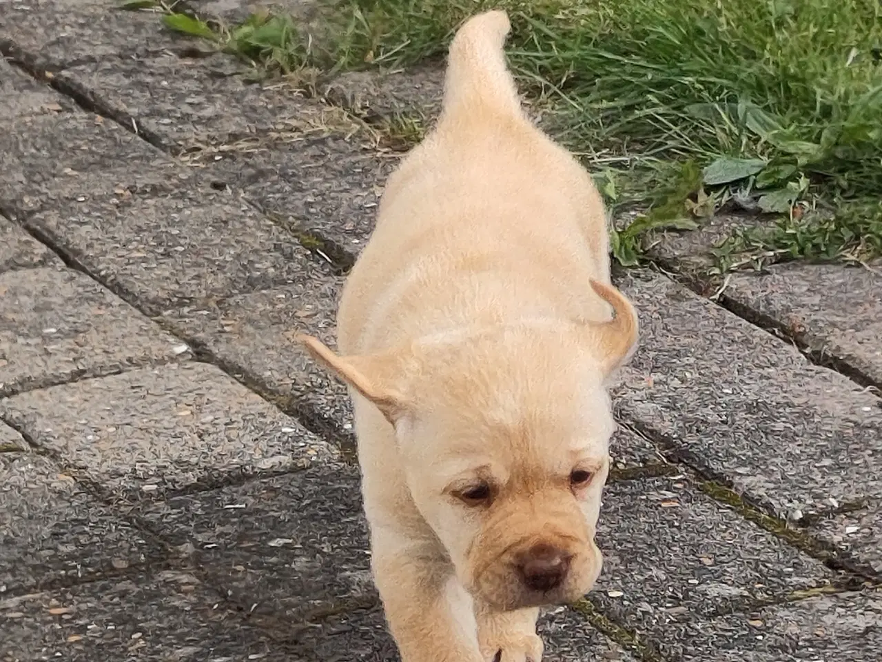 Billede 5 - Ren gammeldags Labrador hvalpe til salg🐾