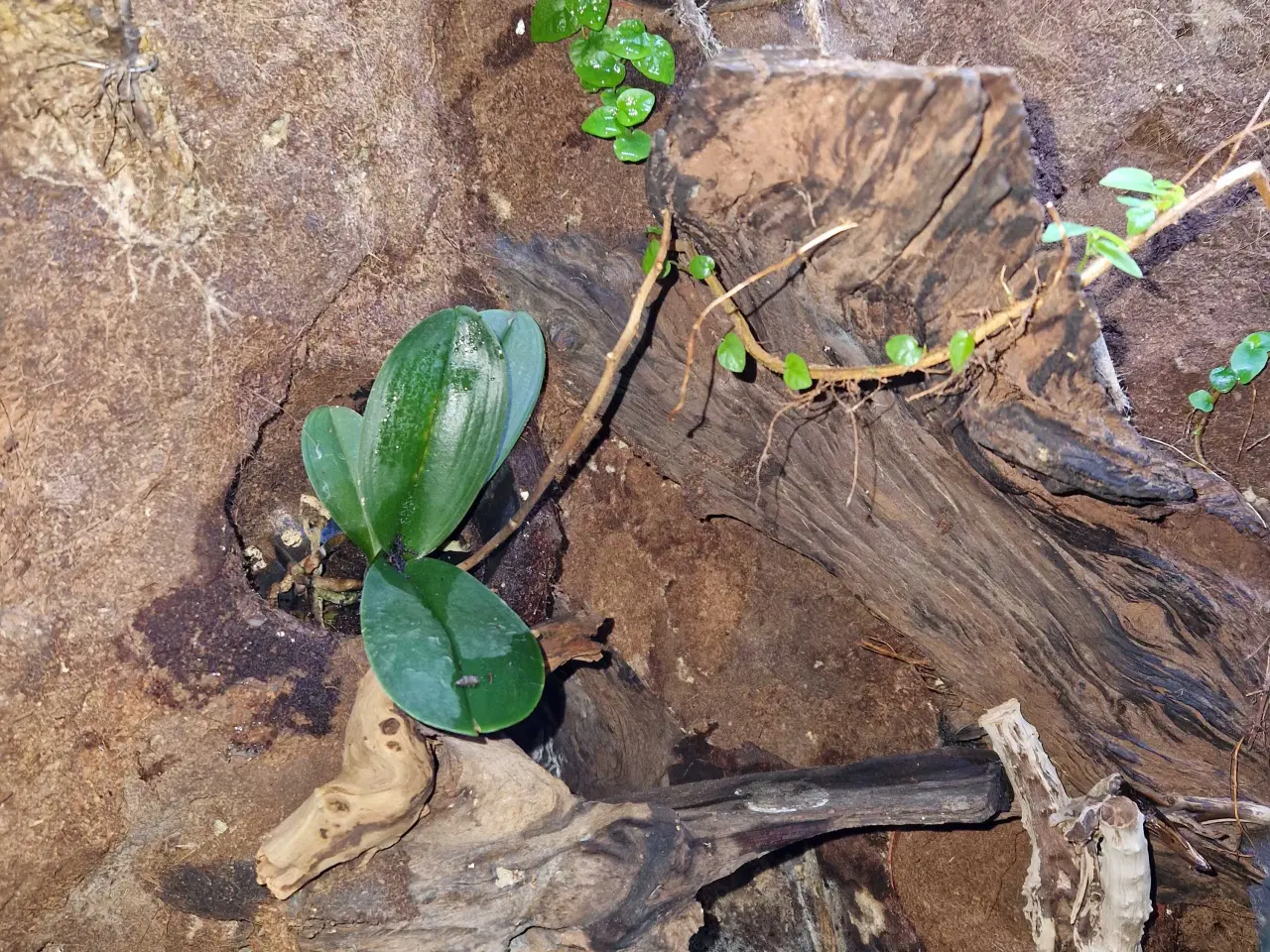 Billede 4 - Terrarie