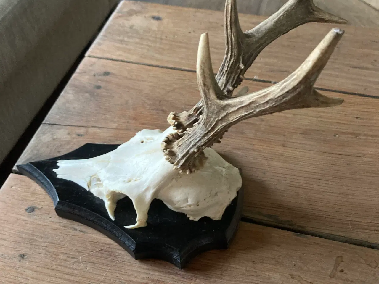 Billede 1 - Bukke gevir