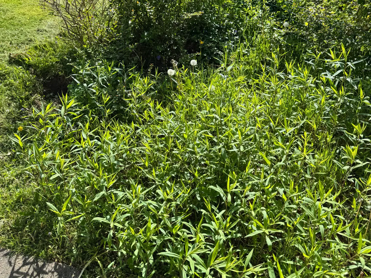 Billede 11 - Gratis have planter 