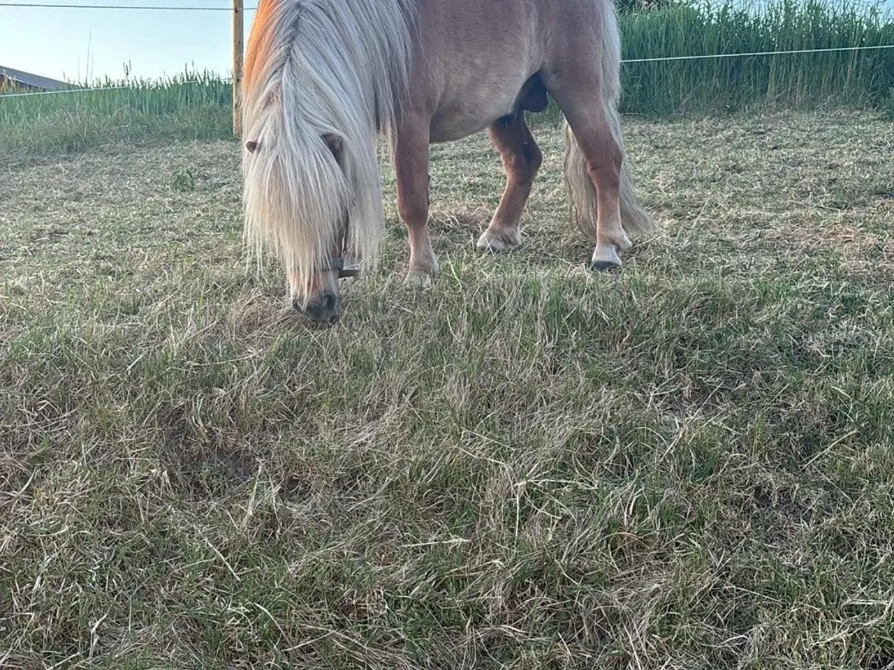 Billede 3 - Shetlands vallak - 6 år