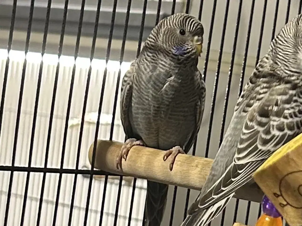 Billede 14 - Blackface undulater 