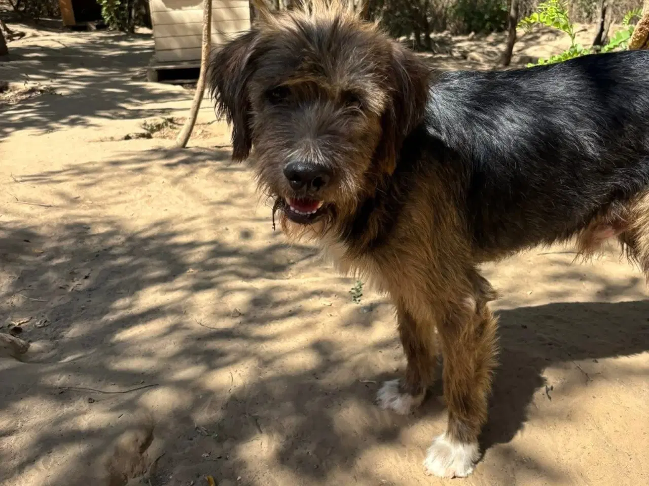 Billede 10 - Sødeste milde j.bieber søger et hjem