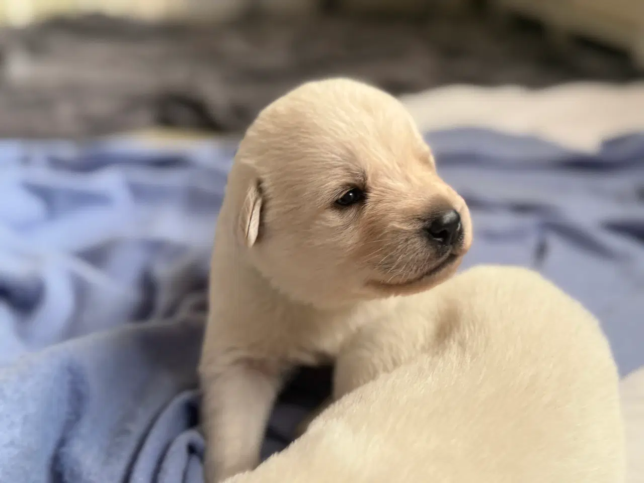 Billede 1 - Julegave til familien se her 