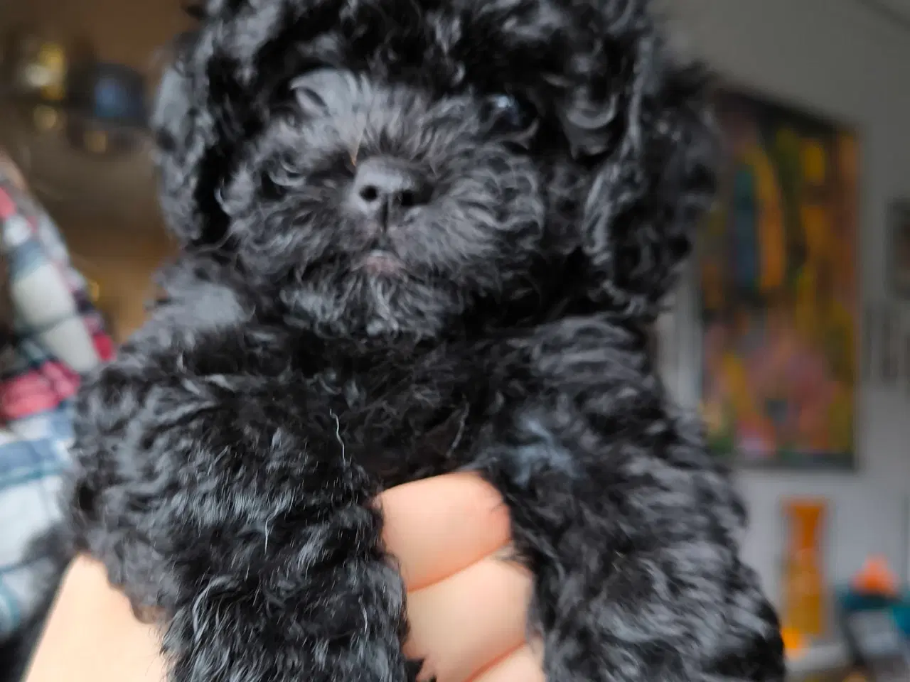 Billede 1 - Puddel/mops