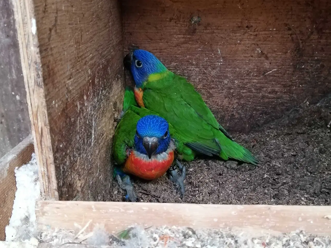 Billede 2 - Bjerg lori unger